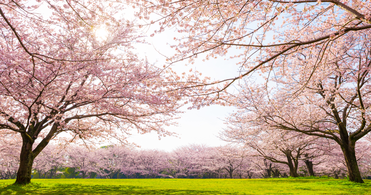 3月投資組合報告-花開堪折直須折